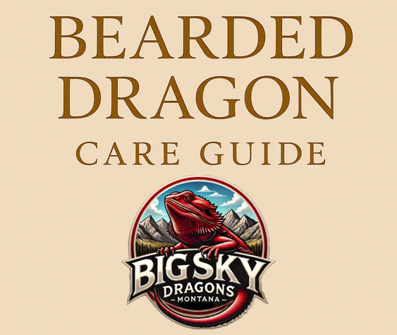 Bearded dragon care guide