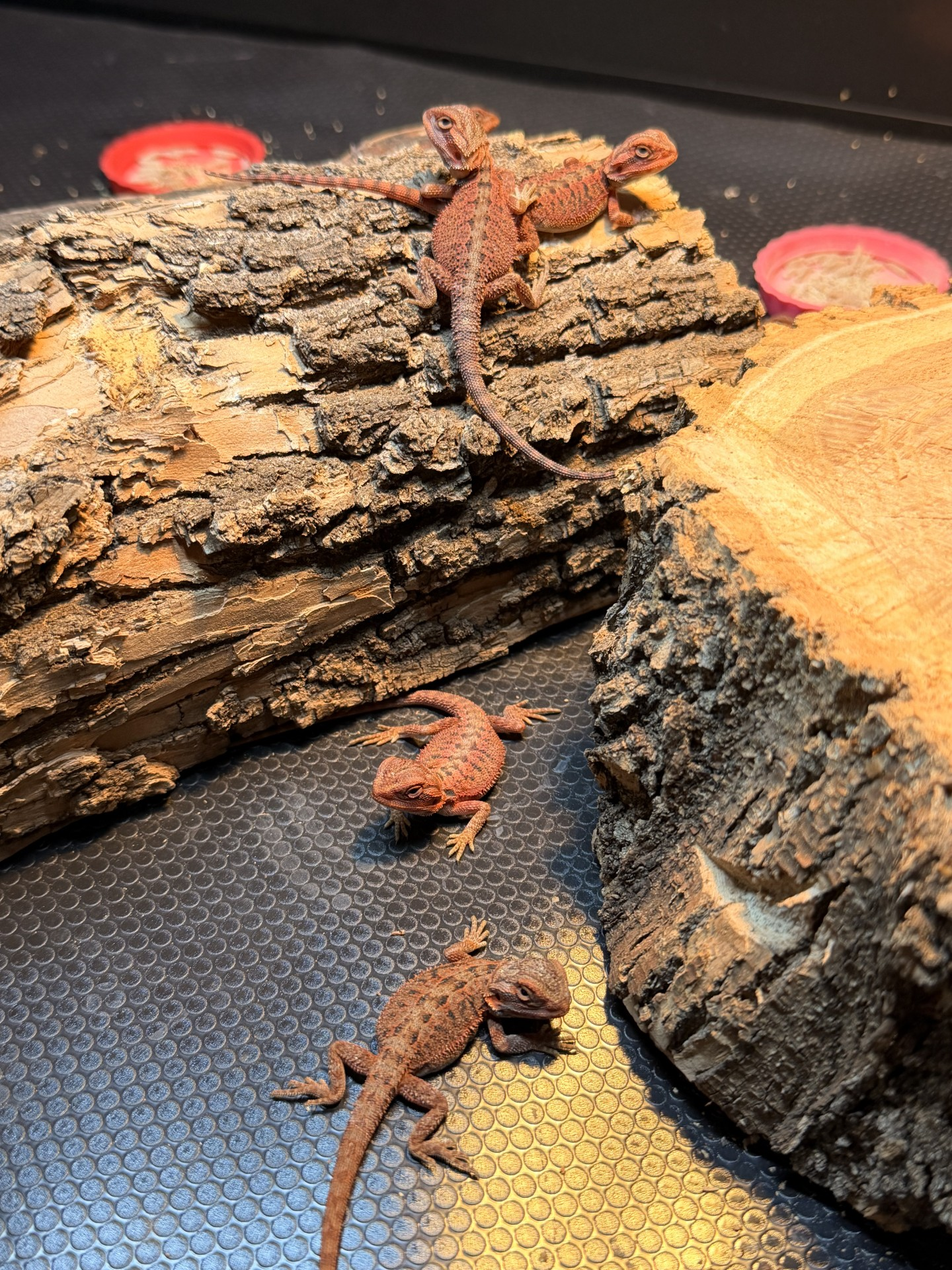 Current clutch babies