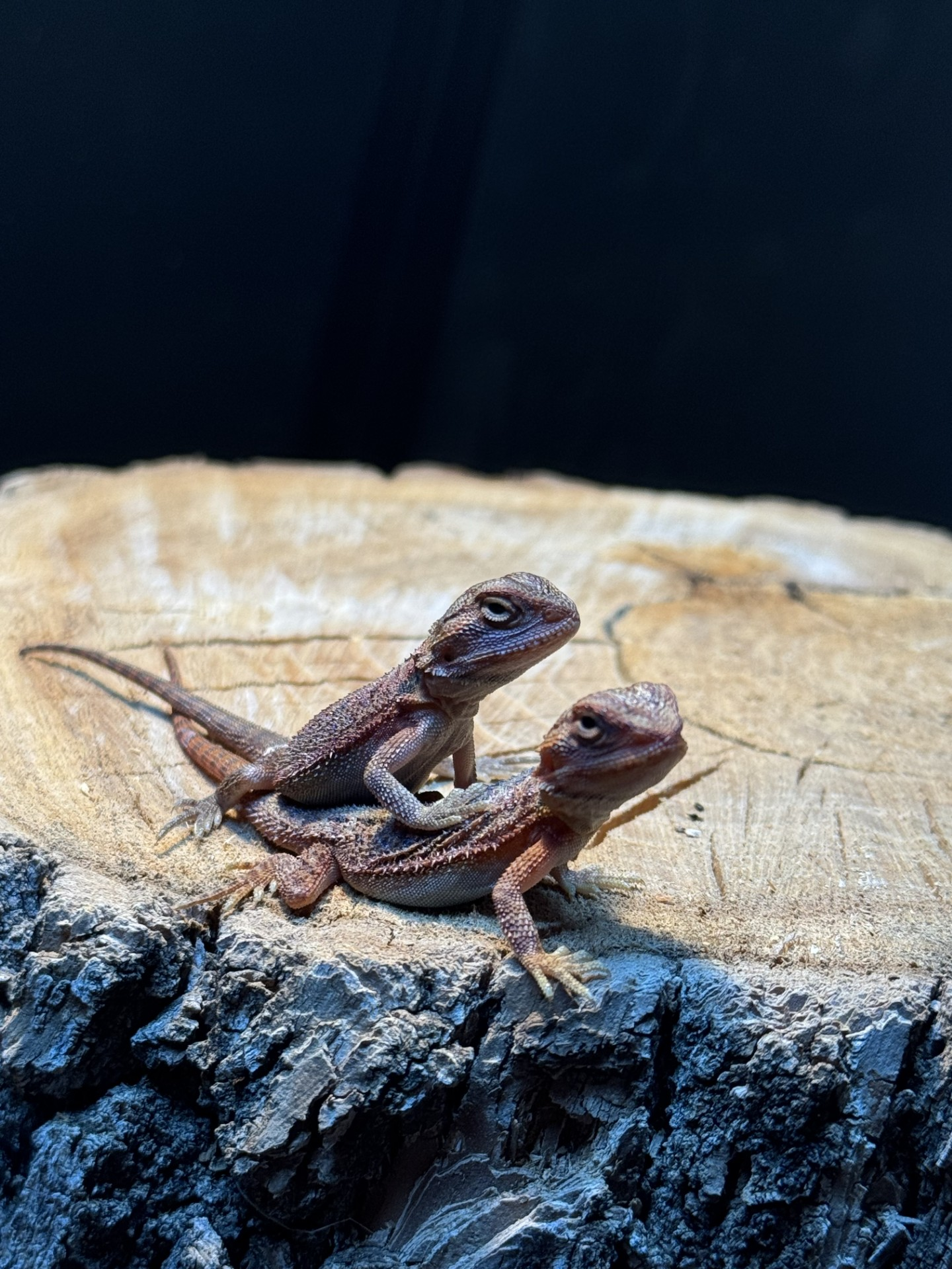 Two Clutch 1 dragons cuddling