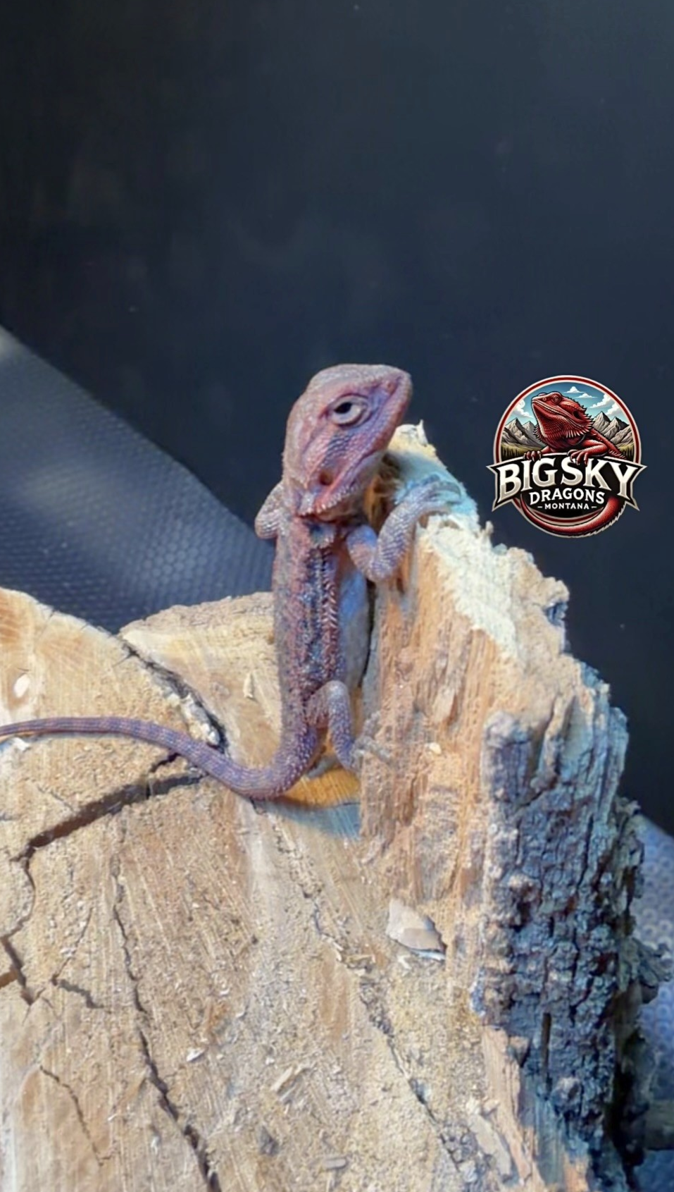 Inferno Dragons clutch 1 hatchling
