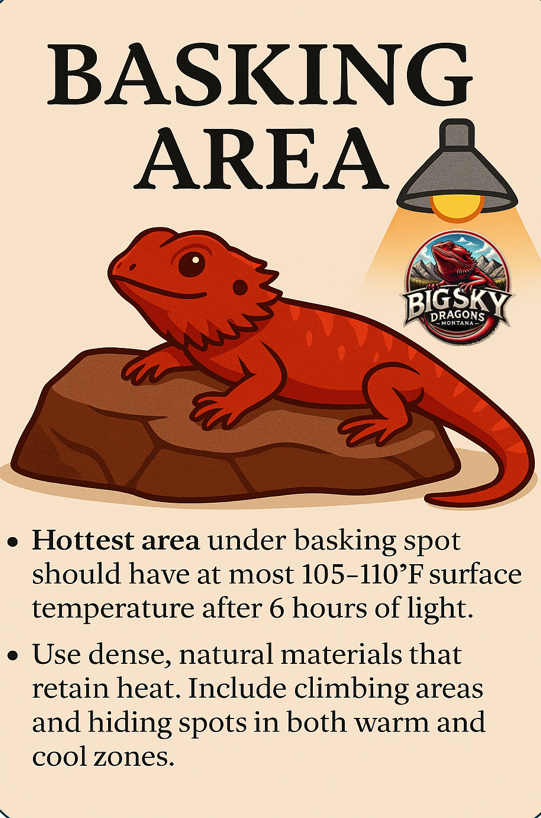 Bearded dragon basking area