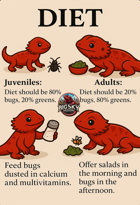 Bearded dragon diet