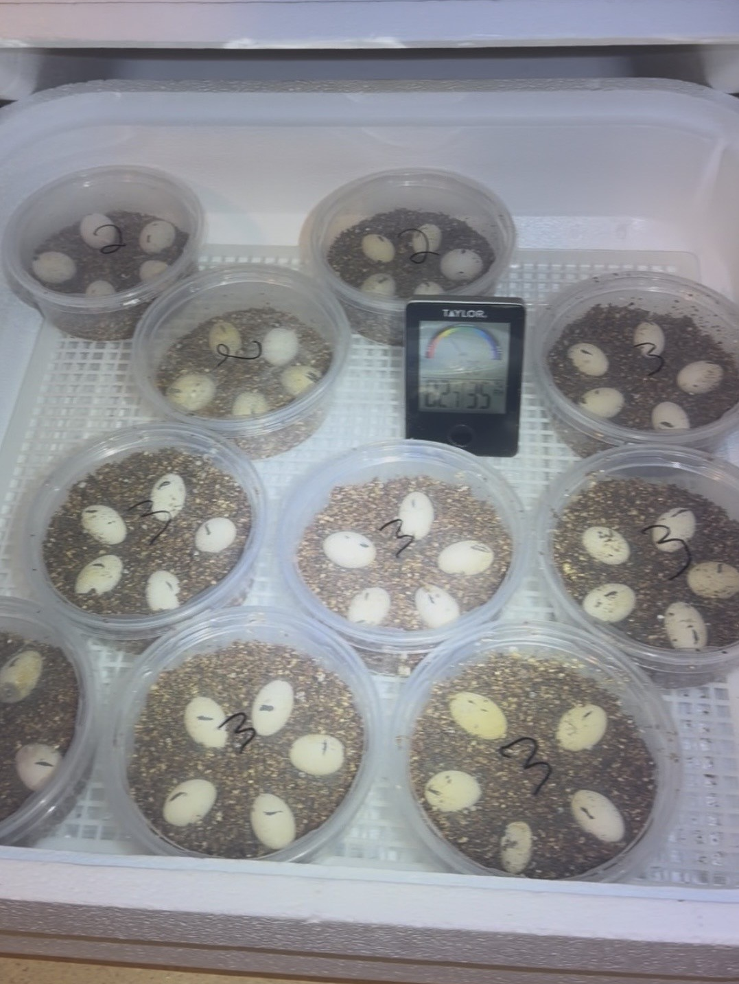 Current clutch eggs