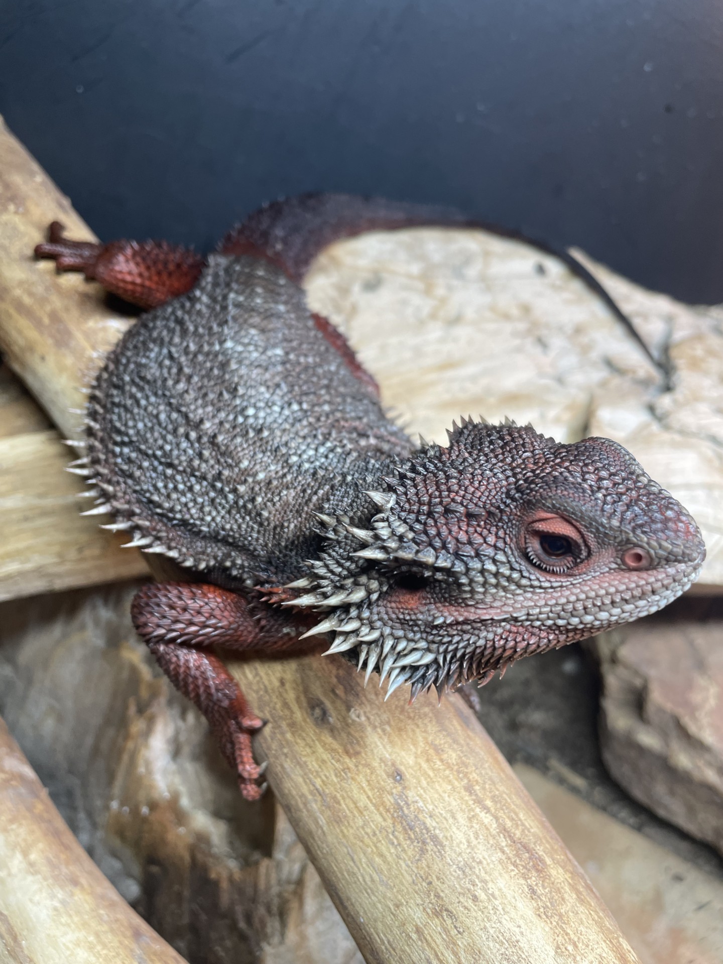 Trans Purple Paradox bearded dragon