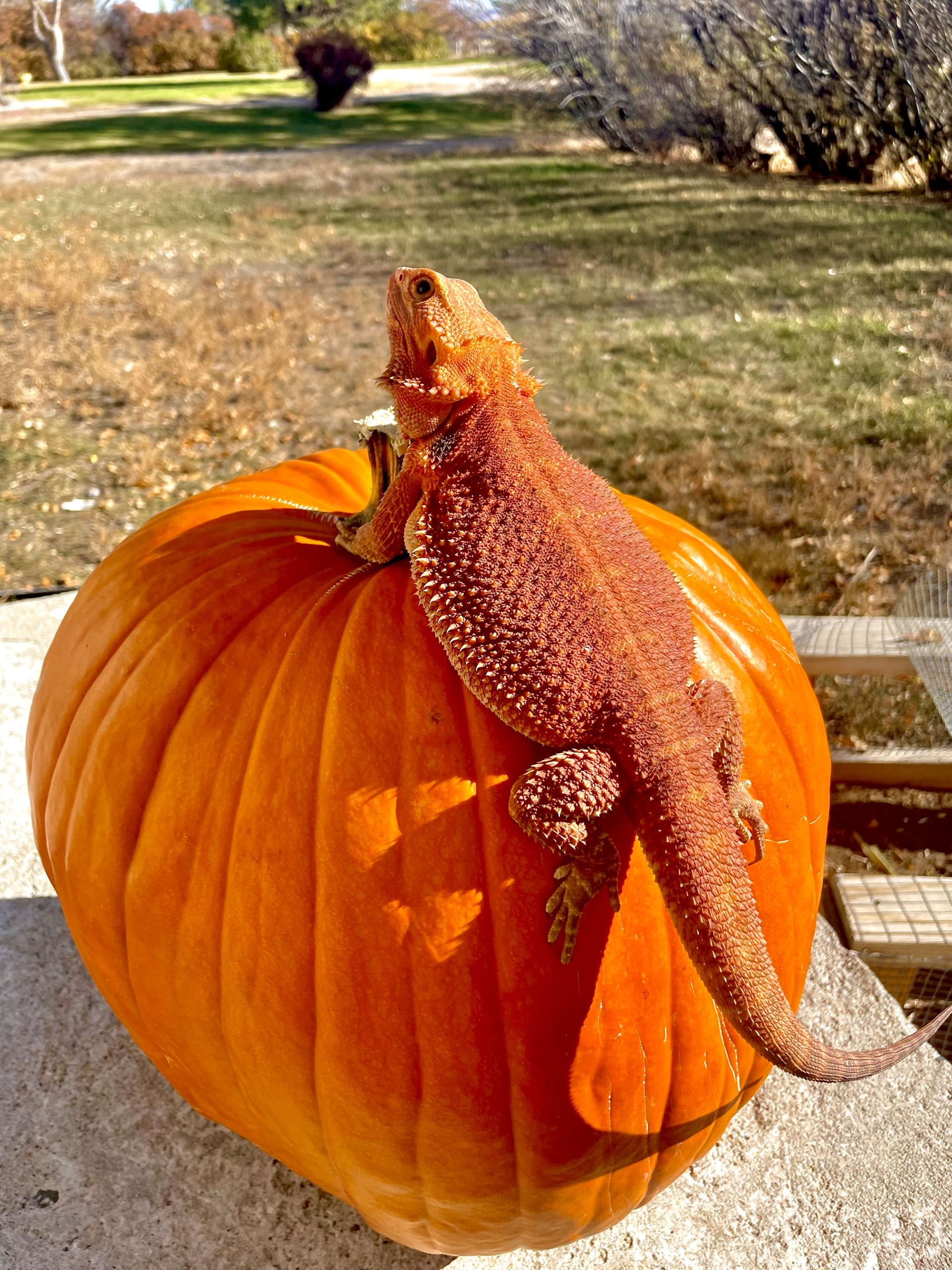 Orange and Red Het Trans Het Hypo Inferno Dragon