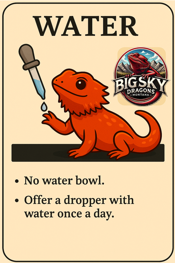 Bearded dragon hydration